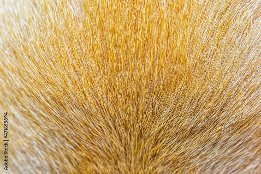 Fototapeta premium brown fur texture beautiful abstract feather background