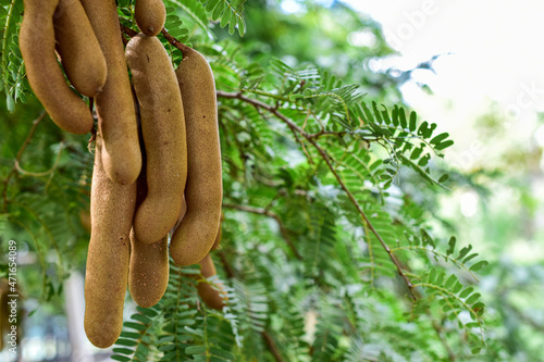 Sweet tamarind with tamarind leaves branches blur natural background