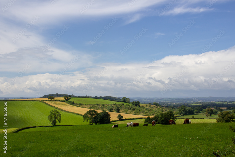 Devon rolling hills with green farm land, hedgerows and trees with a few white clouds and clear blue skies