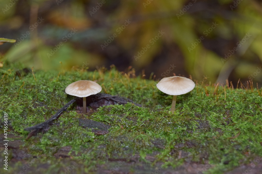 Fototapeta premium mushrooms in the forest