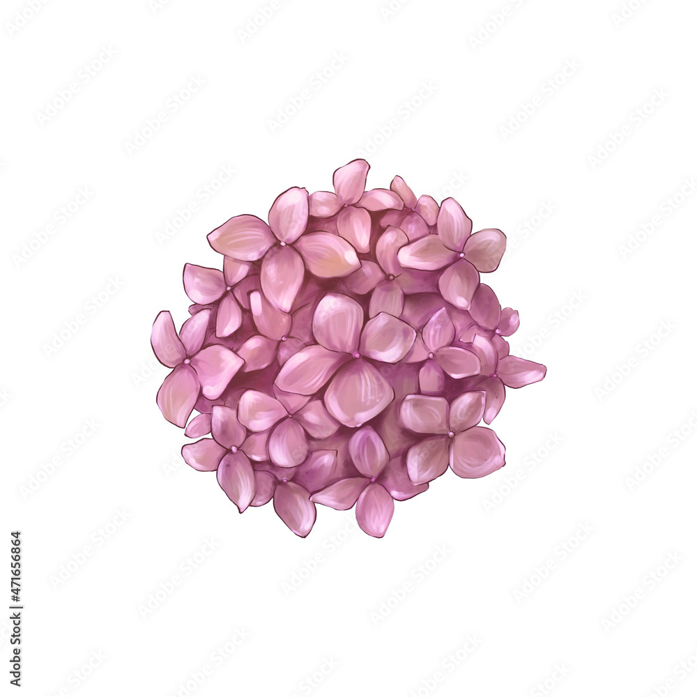 Fototapeta premium Pink Hydrangea, Handdraw illustration, Isolated on white