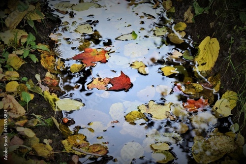 autumn leaves background