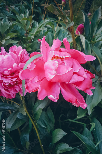 Pink Peonies in the flowerbed  Summer flowers