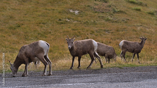 Small flock of bighorn sheep (Ovis canadensis) with brown fur grazing beside gravel road in Kananaskis Country, Alberta, Canada in the Rocky Mountains.