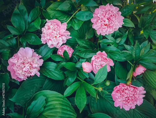 Pink Peonies in the flowerbed, Summer flowers