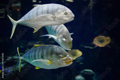 The golden trevally (Gnathanodon speciosus), also known as the golden kingfish, banded trevally or king trevally swimming  in Belgorod Aquarium