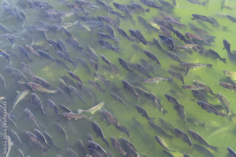 Industrial fish farming. School of fish in the water Industrial fish farming. School of fish in the water