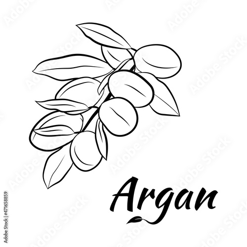 Sketch of branch argania  with fruits. Hand-drawn illustration. Branch of argan with nuts. Cosmetic and medical plant. Set of argania tree.