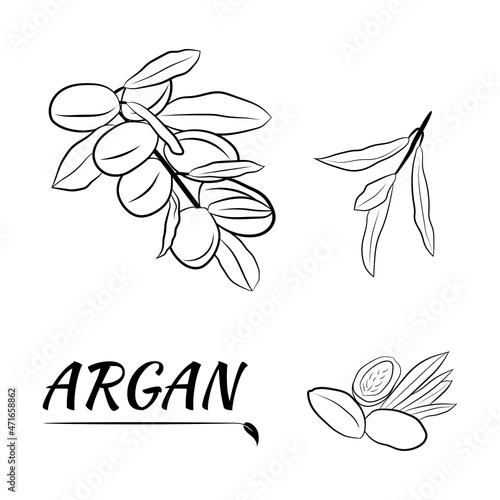 Sketch of branch argania  with fruits. Hand-drawn illustration. Branch of argan with nuts. Cosmetic and medical plant. Set of argania tree.