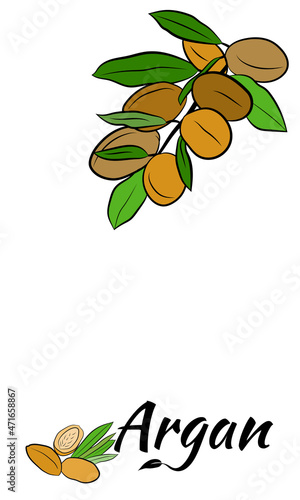 Sketch of branch argania  with fruits. Hand-drawn illustration. Branch of argan with nuts. Cosmetic and medical plant. Set of argania tree.