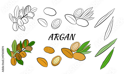 Sketch of branch argania  with fruits. Hand-drawn illustration. Branch of argan with nuts. Cosmetic and medical plant. Set of argania tree.
