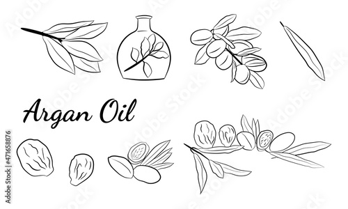 Fototapeta Naklejka Na Ścianę i Meble -  Organic essential oil sketch. Vector set of hair ingredients.Organic hand  drawn elements. Argan nuts, branch, bottle oil.