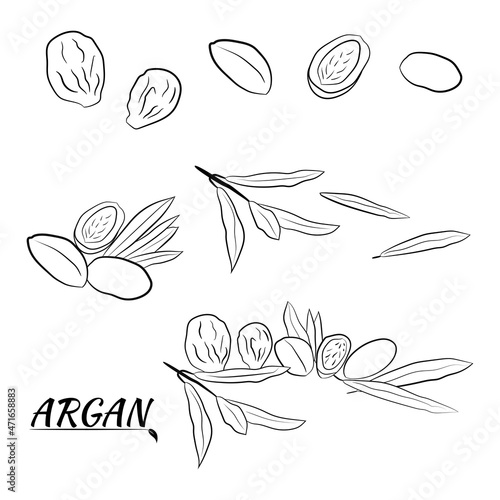 Sketch of branch argania  with fruits. Hand-drawn illustration. Branch of argan with nuts. Cosmetic and medical plant. Set of argania tree.