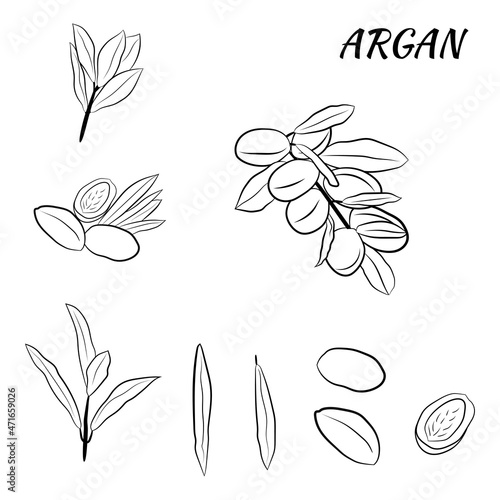 Sketch of branch argania  with fruits. Hand-drawn illustration. Branch of argan with nuts. Cosmetic and medical plant. Set of argania tree.