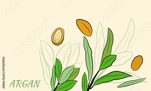 Sketch of branch argania  with fruits. Hand-drawn illustration. Branch of argan with nuts. Cosmetic and medical plant. Set of argania tree.