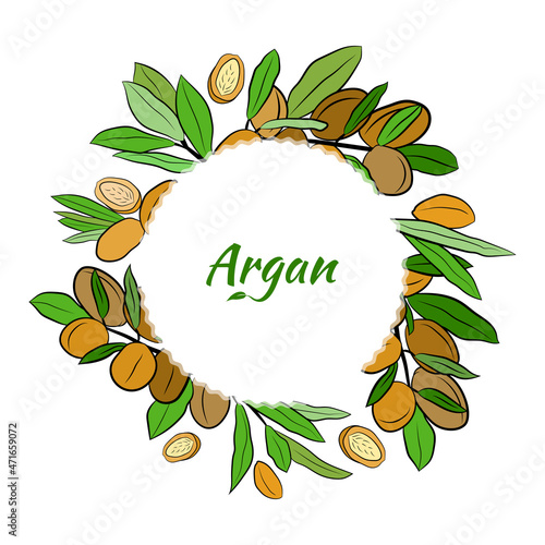 Sketch of branch argania  with fruits. Hand-drawn illustration. Branch of argan with nuts. Cosmetic and medical plant. Set of argania tree.