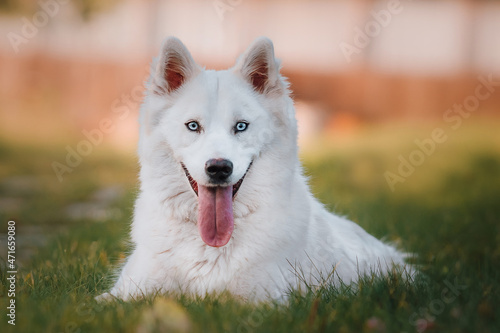 Yakutian Laika dog ( husky dog)