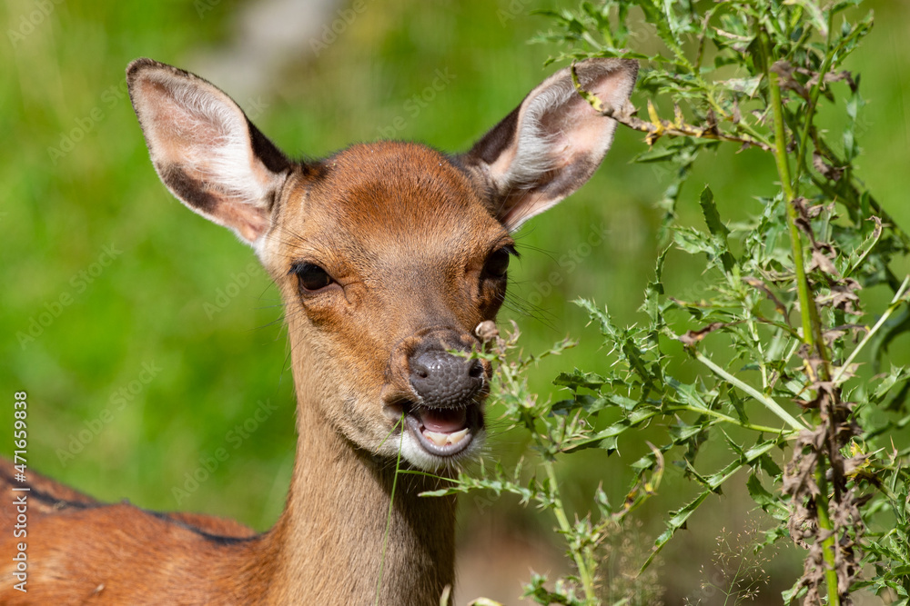 Fototapeta premium Sikahirschkuh