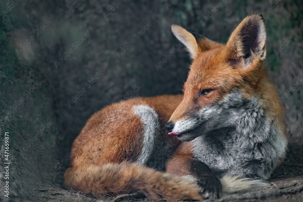 Fototapeta premium Ein Rotfuchs