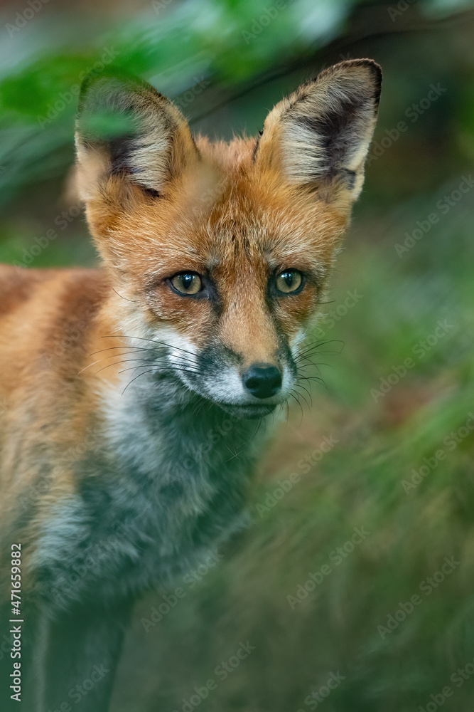 Ein Rotfuchs Ein Rotfuchs