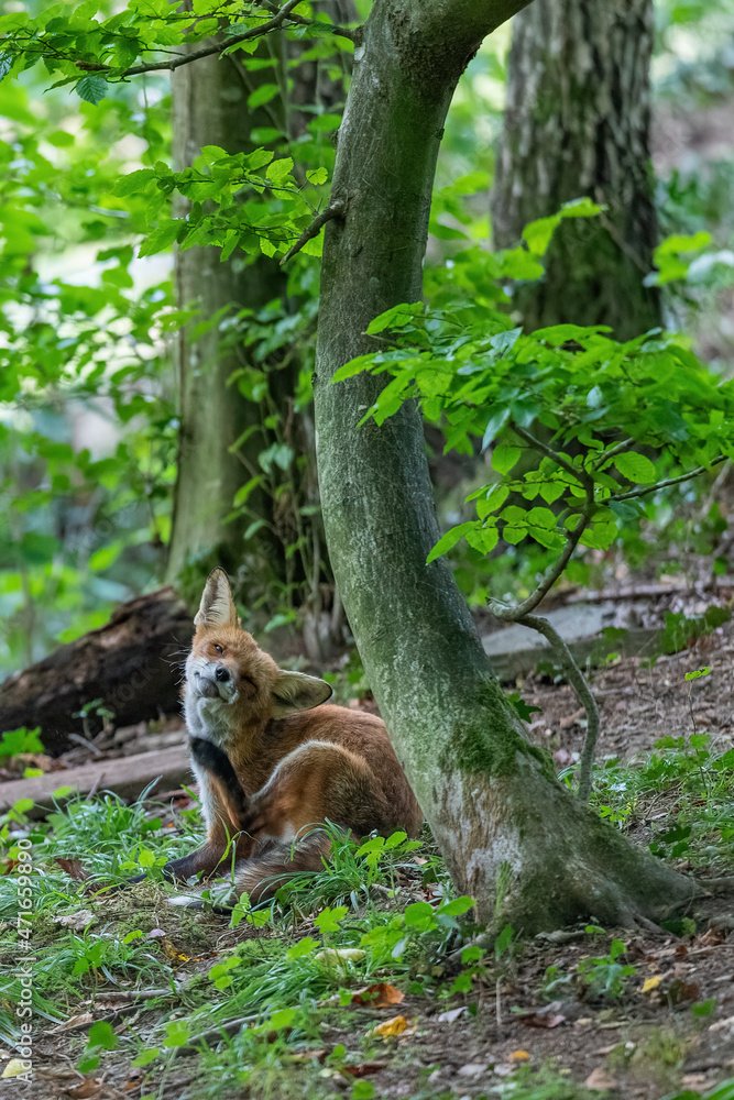 Ein Rotfuchs Ein Rotfuchs