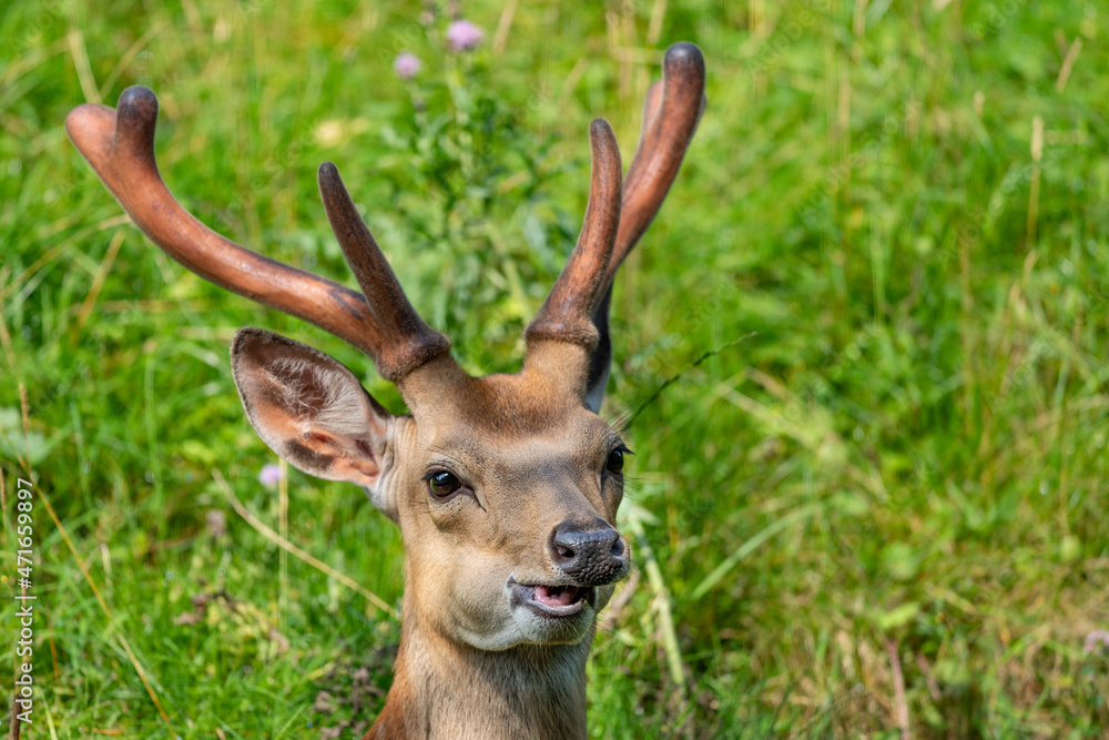 Ein Sikahirsch beim Wiederkäuen Ein Sikahirsch beim Wiederkäuen