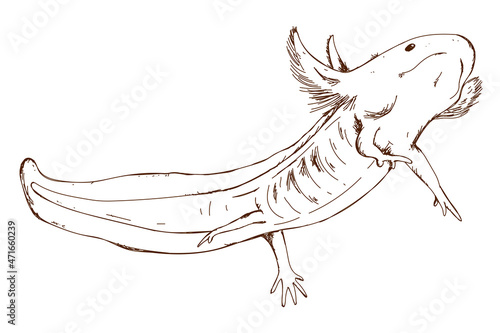 Cute axolotl sketch, vintage engraving, hand drawn