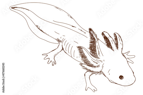 Cute axolotl sketch, vintage engraving, hand drawn