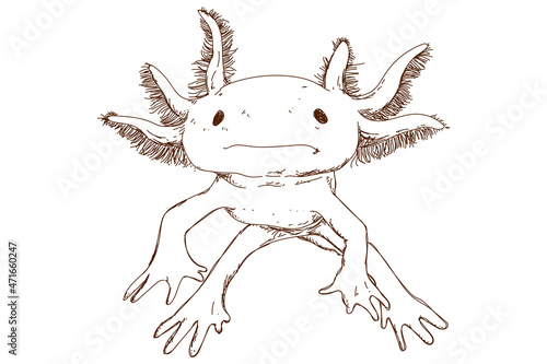 Cute axolotl sketch, vintage engraving, hand drawn