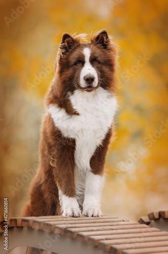 Dog autumn
