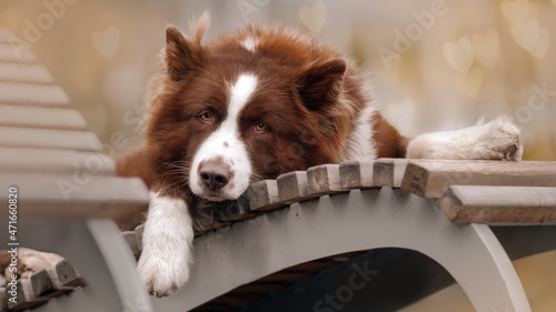 Dog red