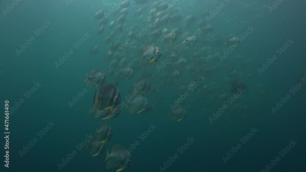 School of batfish is moving very fast. Filmed from below. School of batfish is moving very fast. Filmed from below.
