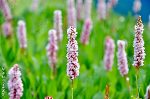 Amphibious bistort (Persicaria affinis, Persicaria affinis Superba, Polygonum affine, Bistorta affinis)Short pokers of tiny pink flowers, opening from white buds pop up above a thick carpet of slim.