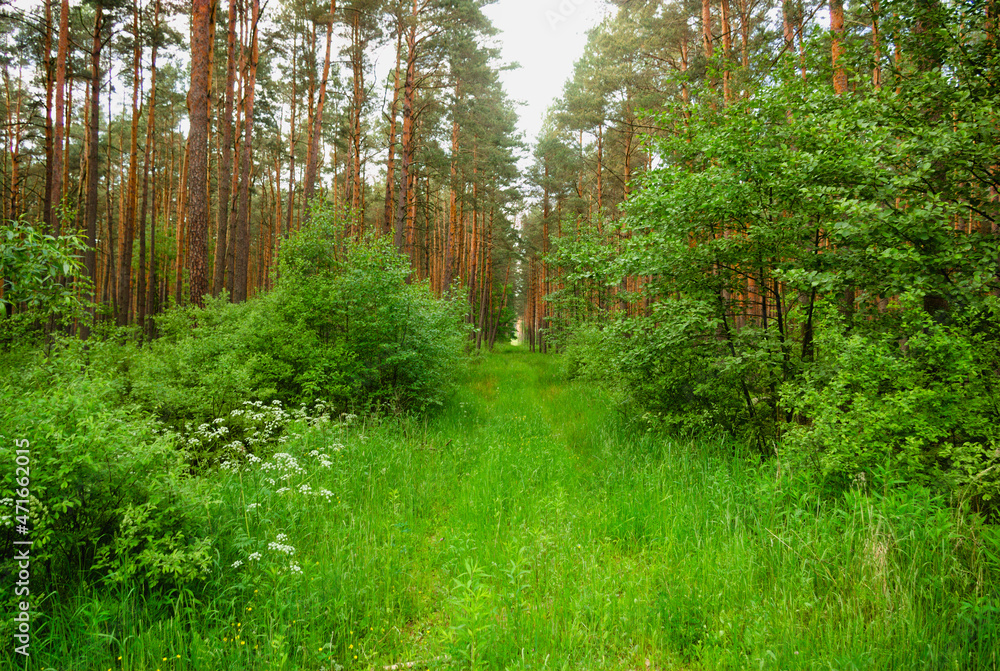 Fototapeta premium path in the woods
