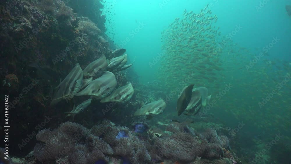 Group of batfish stays on the cleaning station. Huge school of yellow fish as background Group of batfish stays on the cleaning station. Huge school of yellow fish as background