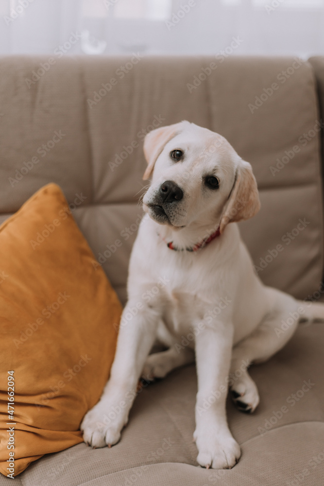 white dog is sitting on a grey sofa. pet listens to the owner. High quality photo white dog is sitting on a grey sofa. pet listens to the owner. High quality photo