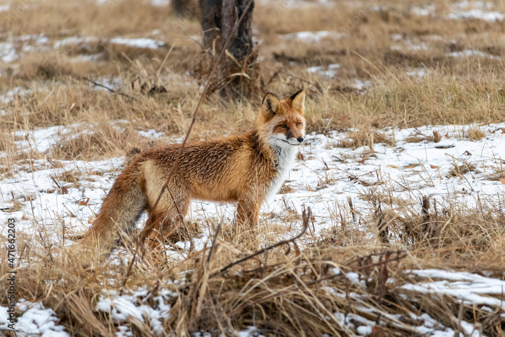 Obraz premium In a forested area, a fox walks among dry grass in search of prey