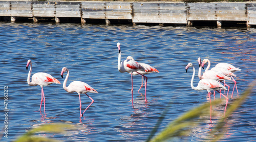 QUARTU S.E., ITALIA - OTTOBRE 6, 2021: Famiglia di fenicotteri rosa nelle saline antistanti la spiaggia del Poetto -  Sardegna 