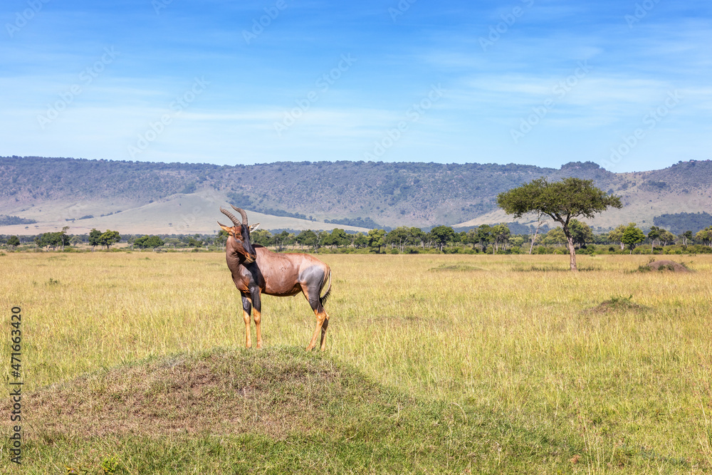 Topi standing on a mound in the Masai Mara, Kenya. Side view. Topi standing on a mound in the Masai Mara, Kenya. Side view.
