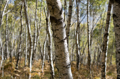 Birch forest background