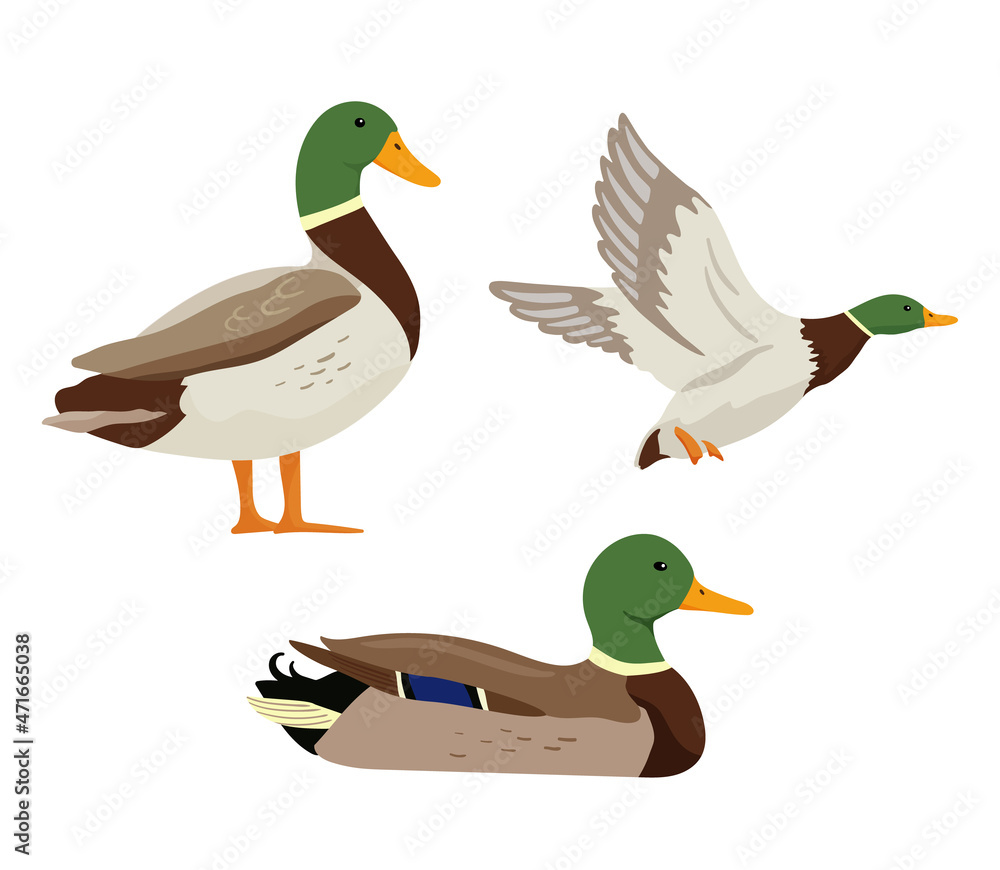 Ducks are flying on hunting. Set of flat cartoon colorful ducks with green heads. Vector illustration sweeming and standing pond birds isolated on white background. - obrazy, fototapety, plakaty 