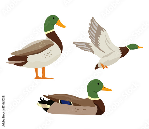 Billede på lærred Ducks are flying on hunting