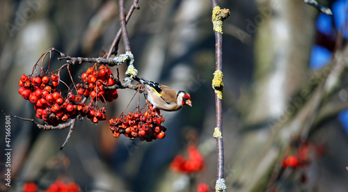 Goldfinches feasting on rowan berries