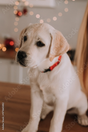 white dog sitting in the kitchen decorated with a Christmas garland. Christmas balls, gifts. space for text. High quality photo