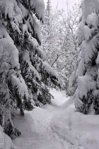 Fototapeta Naklejka Na Ścianę i Meble -  Tatry, zima, śnieg, mróz, góry, Zakopane, ferie, 