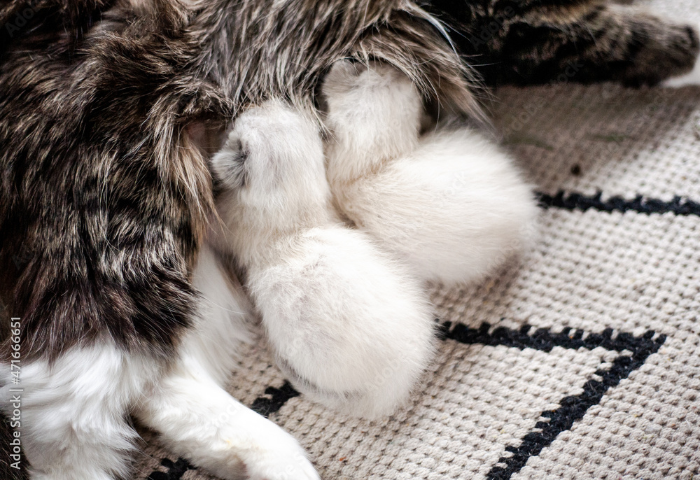Cat feeds kittens under a Christmas tree, cozy light room, Christmas time Cat feeds kittens under a Christmas tree, cozy light room, Christmas time
