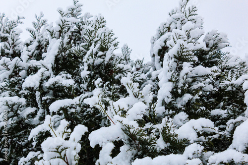 Thuja branches in the snow