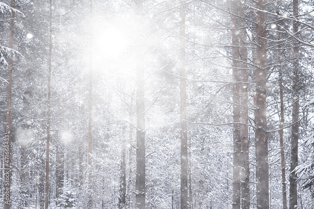Fototapeta premium winter background snowfall trees abstract blurred white