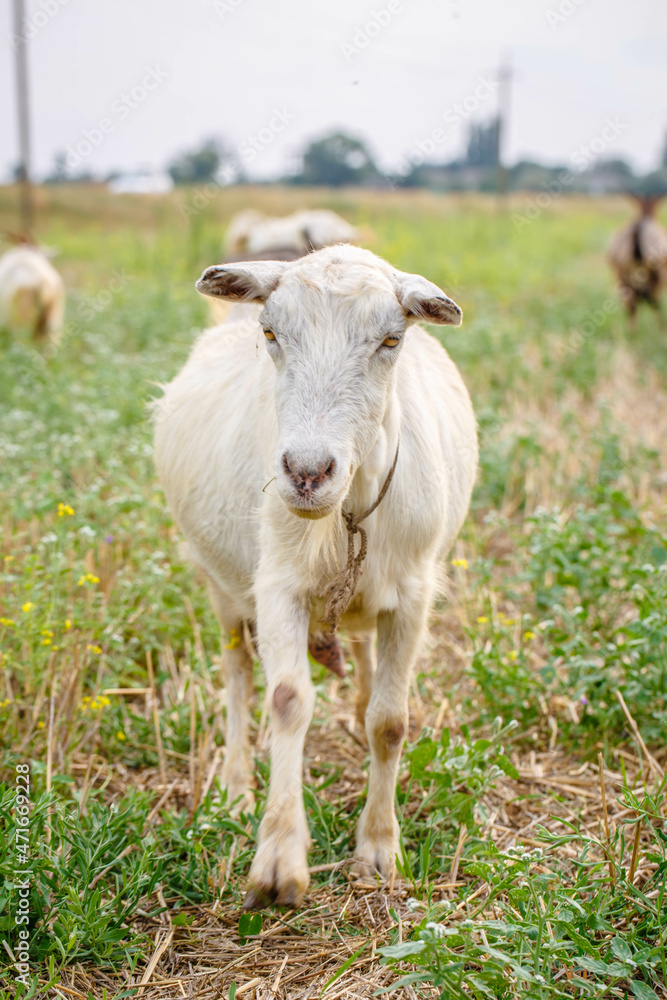 Close-up portrait of white adult goat grassing on green summer meadow field at village countryside Close-up portrait of white adult goat grassing on green summer meadow field at village countryside