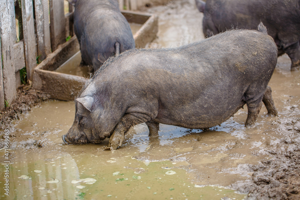 black domestic pig in mud and a puddle near a wooden fence. Agriculture - Livestock farm in summer black domestic pig in mud and a puddle near a wooden fence. Agriculture - Livestock farm in summer